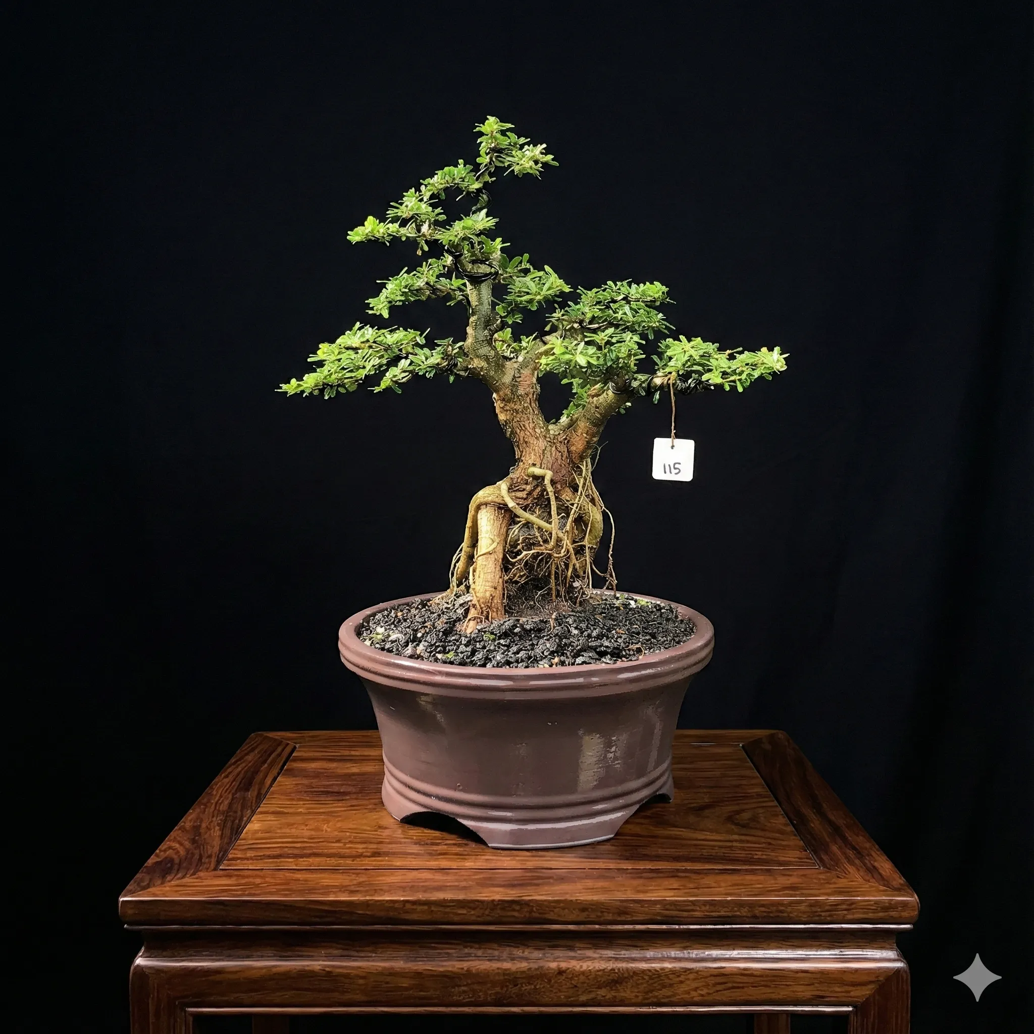 Bonsai Gemilang