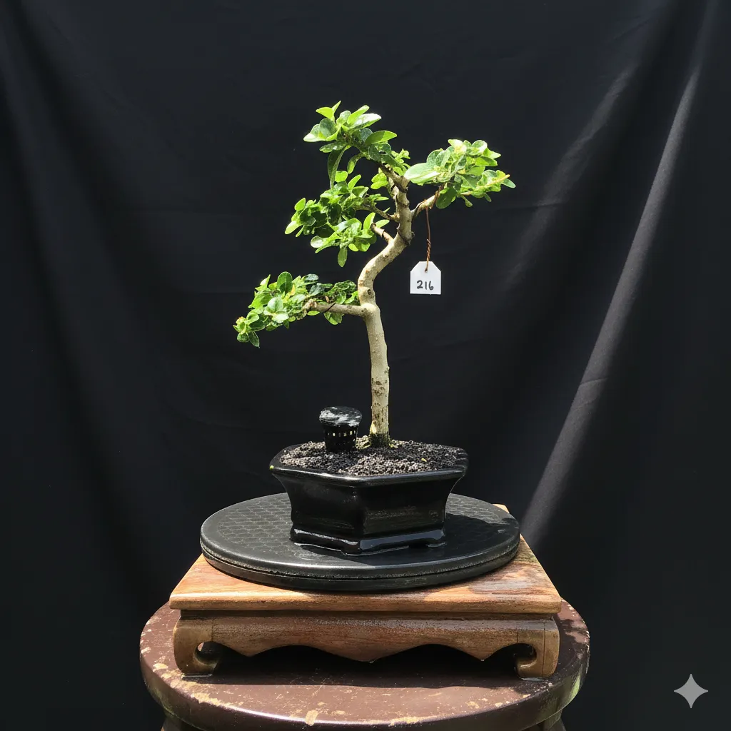 Bonsai Gemilang