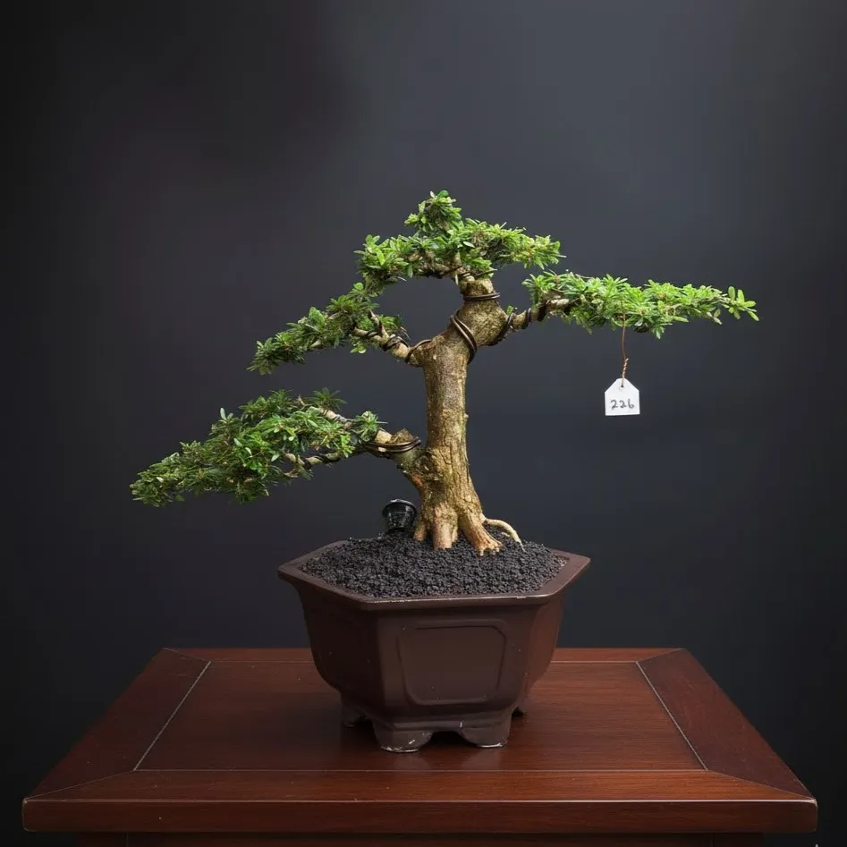 Bonsai Gemilang